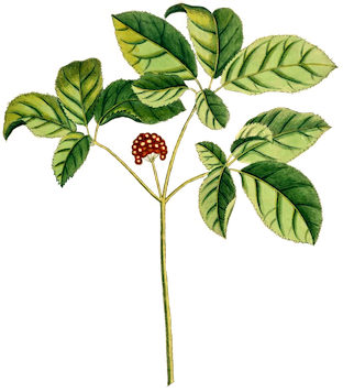 American Ginseng